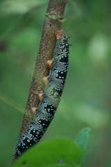 Arsenura polyodonta