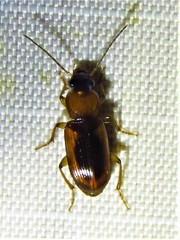 Stenolophus dissimilis