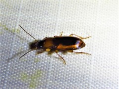 Stenolophus dissimilis