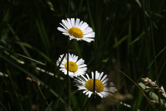 Erigeron coulteri