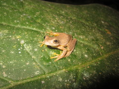 Ptychohyla hypomykter