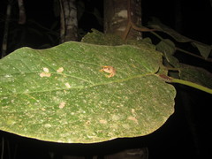 Ptychohyla hypomykter