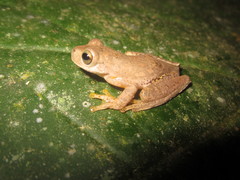 Ptychohyla hypomykter