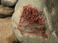 Amphiroa anceps