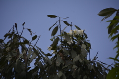 Rhododendron dalhousiae