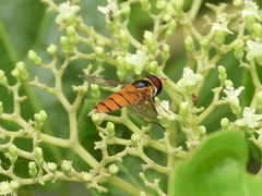 Asarkina salviae