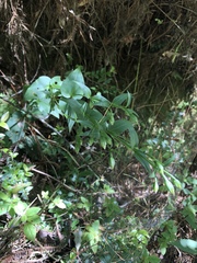 Swertia shintenensis