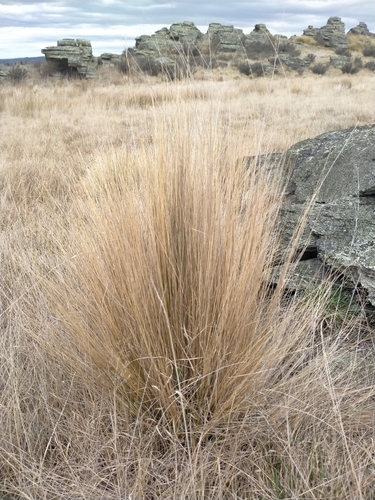 Image of Festuca novae by (c) John Barkla, some rights reserved (CC BY)