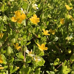 Roepera billardierei