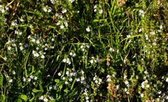 Euphrasia maximowiczii