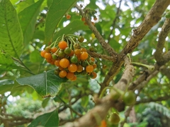 Acnistus arborescens image