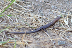 Caledoniscincus austrocaledonicus