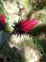 Cirsium anartiolepis