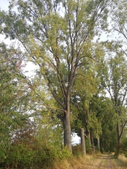 Populus nigra