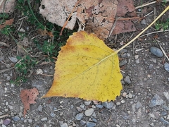 Populus nigra