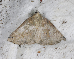 Cassythaphaga macarta