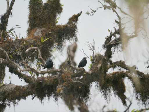 Waller's Starling (Onychognathus walleri), photo 10