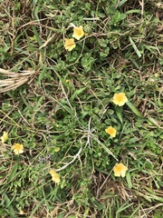 Sida rhombifolia insularis