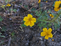 Bidens anthemoides