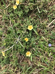 Sida rhombifolia insularis