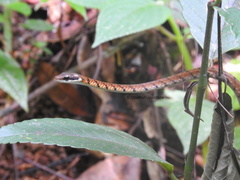 Dendrelaphis caudolineolatus