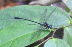 Heliogomphus walli