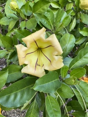 Solandra