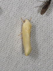 Earias chlorodes