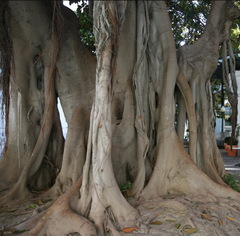 Ficus macrophylla