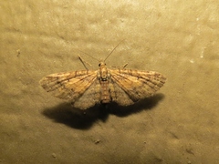 Eupithecia palpata