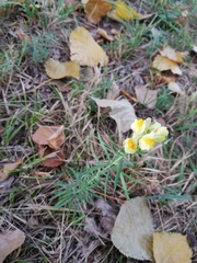 Linaria vulgaris