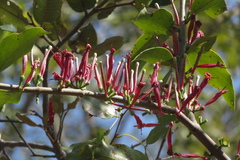 Tapinanthus