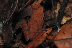 Pseudophilautus cuspis