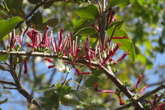 Tapinanthus