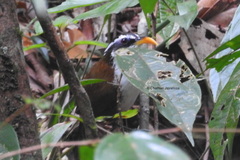 Pomatorhinus melanurus