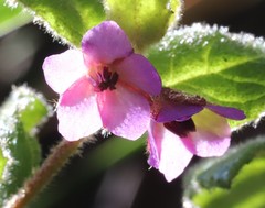 Tremandra stelligera