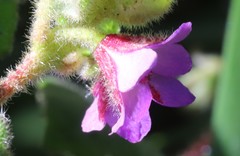 Tremandra stelligera