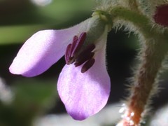 Tremandra stelligera