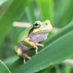 Hyla japonica
