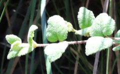 Tremandra stelligera