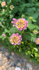 Lantana camara