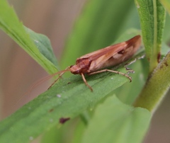 Limnephilus lunatus