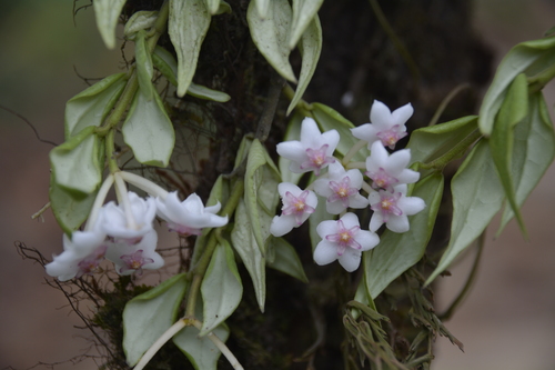Hoya lanceolata Wall. ex D.Don 4