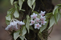 Hoya lanceolata