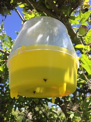 Rhagoletis pomonella