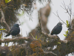 Onychognathus walleri