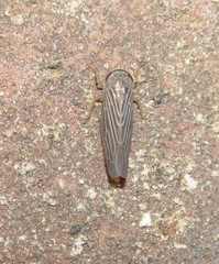 Chlorotettix necopinus