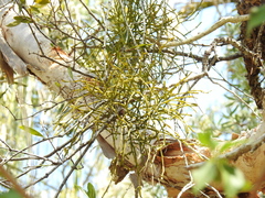 Viscum articulatum