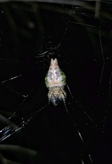 Nicolepeira bicaudata