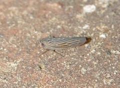 Chlorotettix necopinus